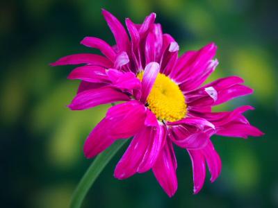 Daisy