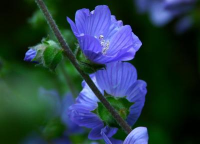 Lavatera