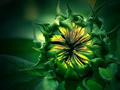 Sunflower