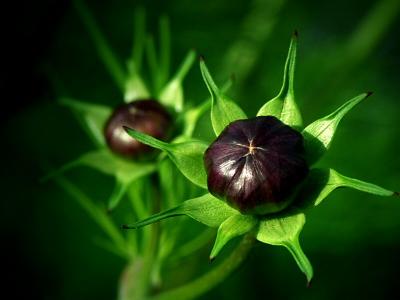Buds of Cosmos
