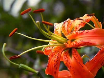 Lilium Pardalinum