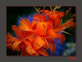 Crocosmia