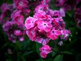 Phlox