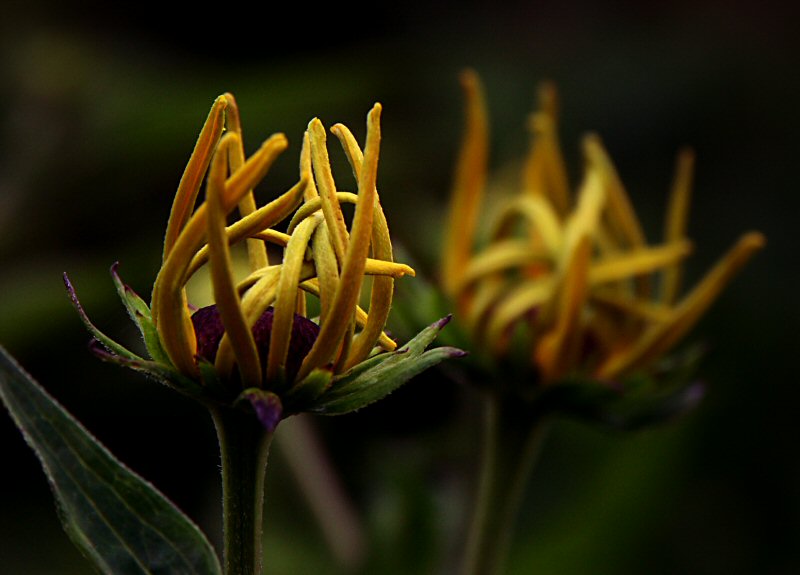 Rudbeckia Goldsturm