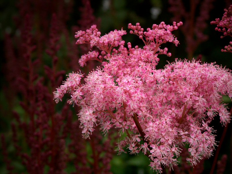 Filipendula Rubra - Medowsweet