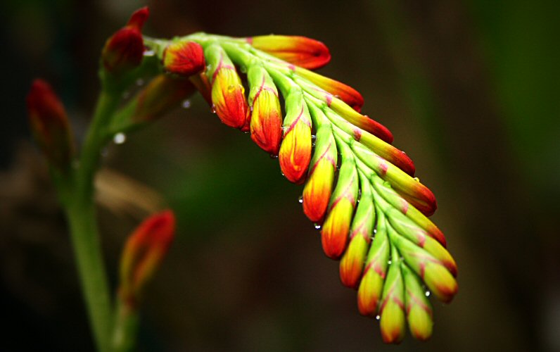Crocosmia