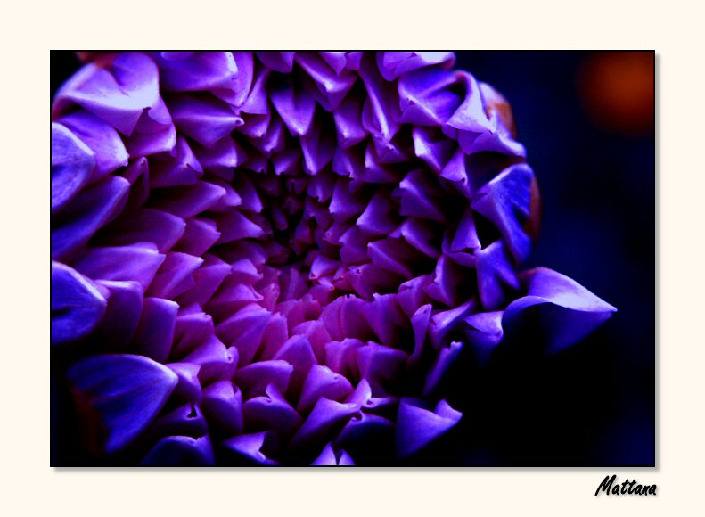 Blooming Dahlia