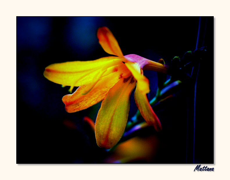 Crocosmia
