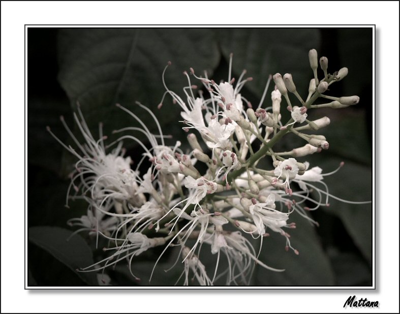 Aesculus Parviflora