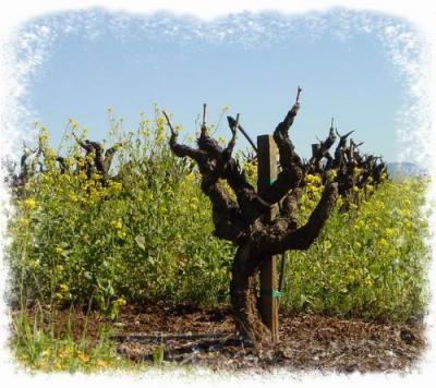 Dormant Vines- masked.jpg