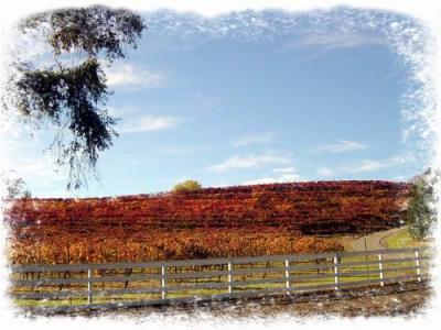 Fall Wine Roads 1 masked.jpg