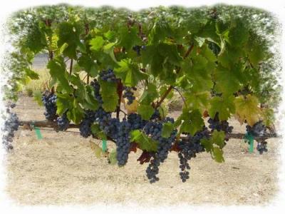 Grapes at Harvest 3 masked.jpg