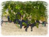 Grapes at Harvest 3 masked.jpg