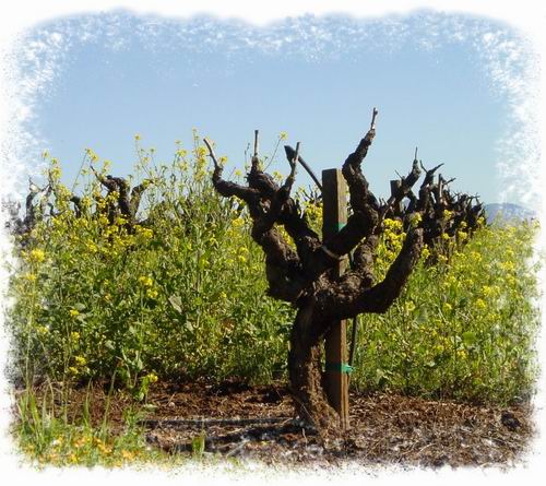 Dormant Vines- masked.jpg