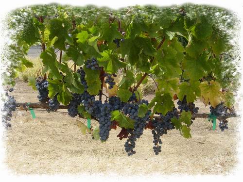 Grapes at Harvest 3 masked.jpg