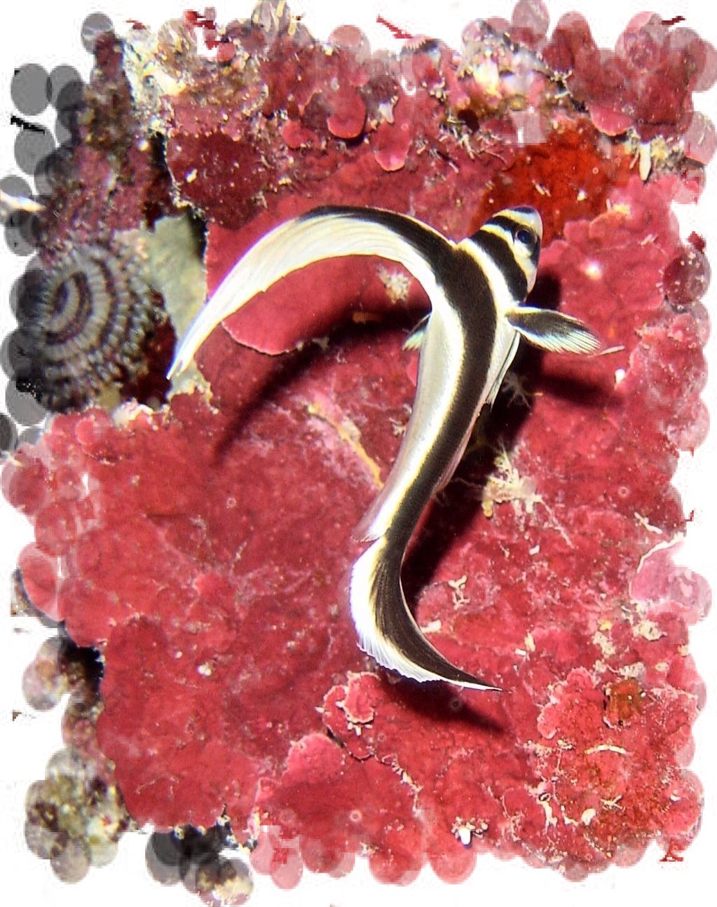 Spotted Drum 1.jpg
