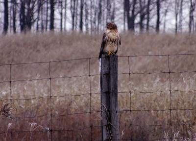 immature Red Tailed Hawk