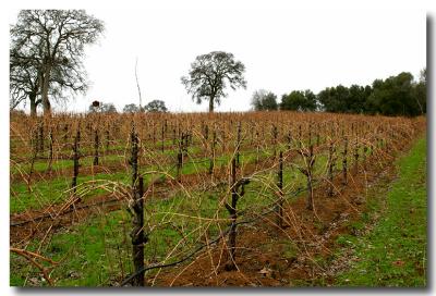 Vinyard