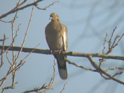 White-winged Dove