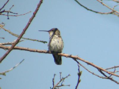 u38/mctodd/medium/40585837.blackchinnedhummer.jpg