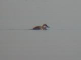 Black Scoter