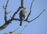 Coopers Hawk