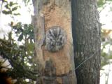 Eastern Screech Owl