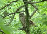 Barred Owl