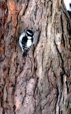 Downey Woodpecker