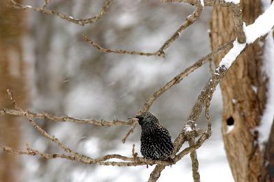 Starling in Winter Plummage