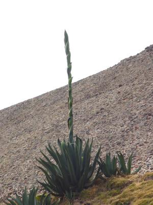 u38/mel_sny/medium/24812790.magueyplant.jpg