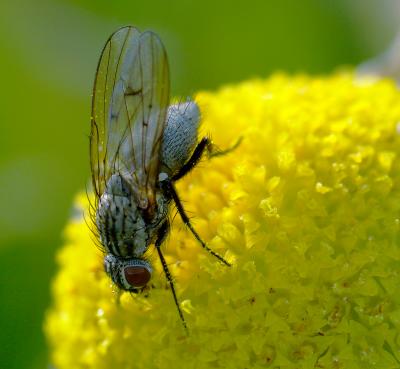 small fly 1