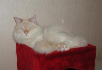 u38/merjatee/medium/24730313.putte_pesa301203a.jpg