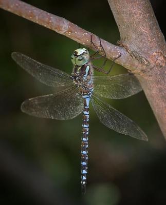 Dragonfly