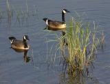 Geese in Ottawa River