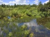 Stony Swamp3