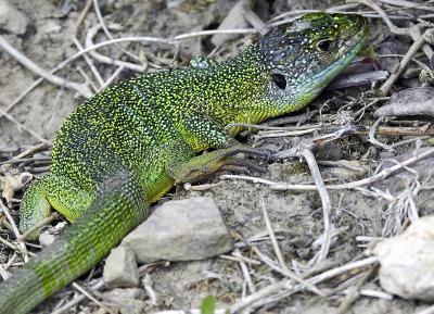 Western Emerald Lizard (Lacerta bilineata)