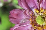 Anemone japonica