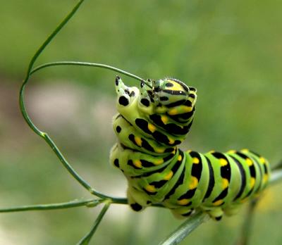 Caterpillar