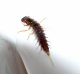 Alderfly larva