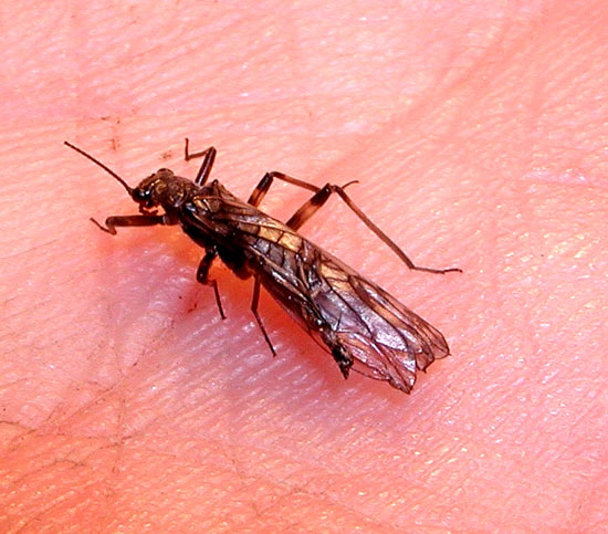 Capnia - Winter stonefly...Jan 04, Grace Lake, Shingletown, CA