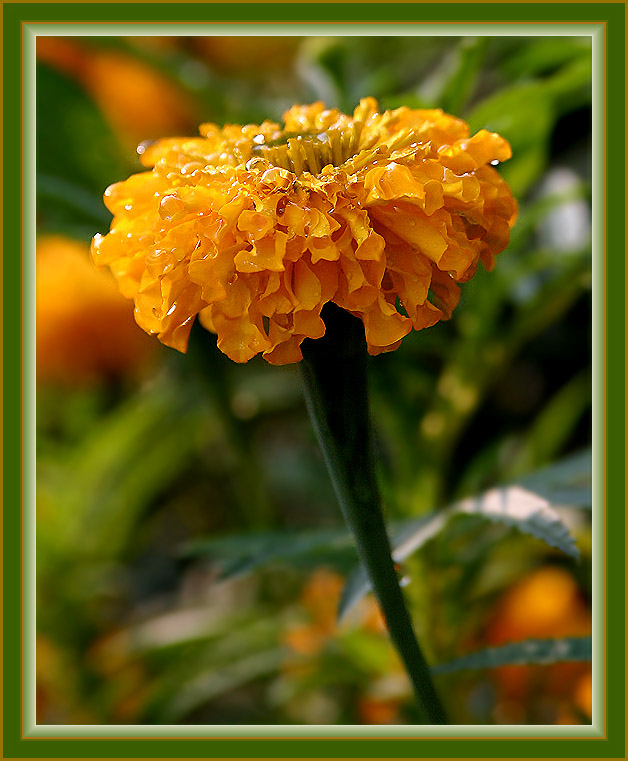 A Golden Philly Flower in the Morning Light