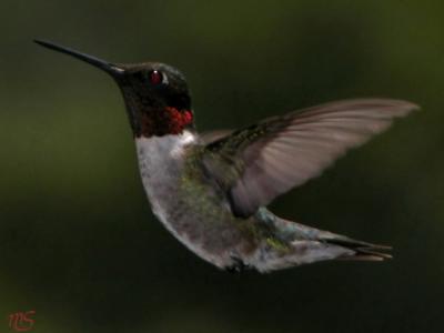 Ruby - Throated Hummingbird .jpg