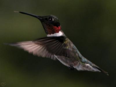 Ruby - Throated Hummingbird II.jpg