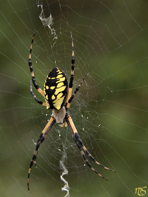 Garden Spider.jpg