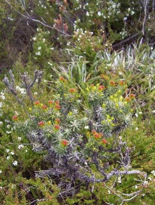 wild flowers - Mt wellington.jpg