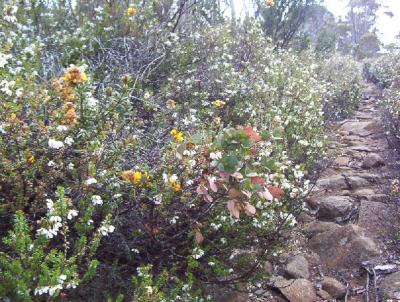 wild flowers 2 - Mt wellington.jpg