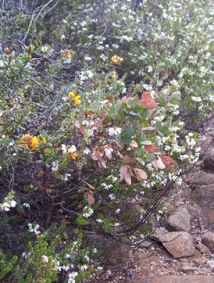 wild flowers 3 - Mt wellington.jpg