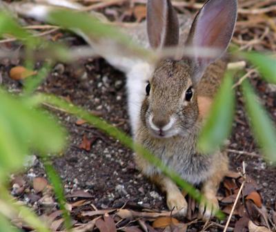 Wild Rabbit