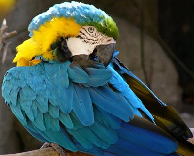 Blue and Gold Macaw